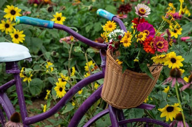 Image of Kentucky Wildflowers by Sandra Halter from Mayfield